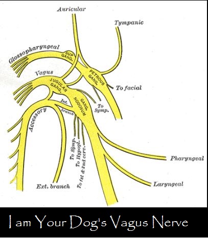 I am Your Dog's Vagus Nerve - Daily Dog Discoveries