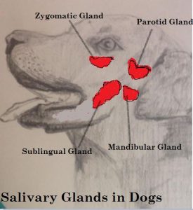 I am Your Dog's Salivary Glands - Daily Dog Discoveries