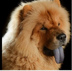 chow chow tongue color - Daily Dog Discoveries