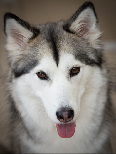 Six Stunning Siberian Husky Coat Colors - Daily Dog 