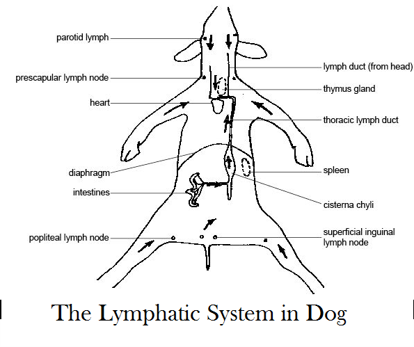 How to Check Dog Lymph Nodes - Daily Dog Discoveries