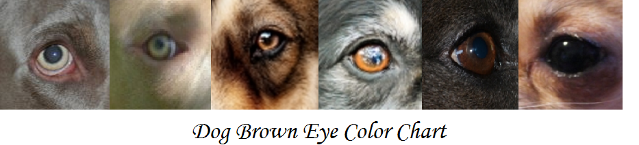 Puppy Eye Color Chart