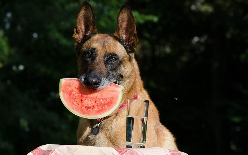Image result for Can Dogs eat Watermelon & Watermelon Rind?