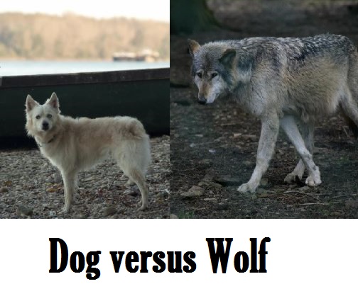 30 Fascinating Differences Between Wolves and Dogs - Daily Dog Discoveries