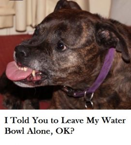 dog-guarding-water