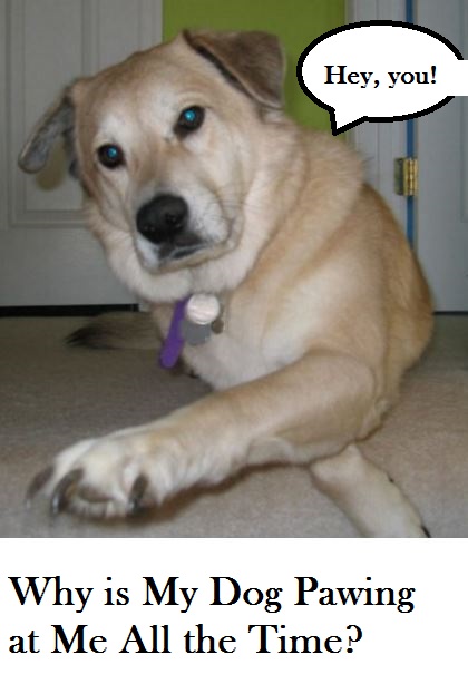 Dog Pawing At My Face Daily Dog Discoveries