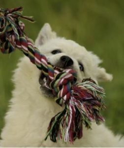 puppy-exercise-breathing