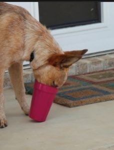 dog thirst