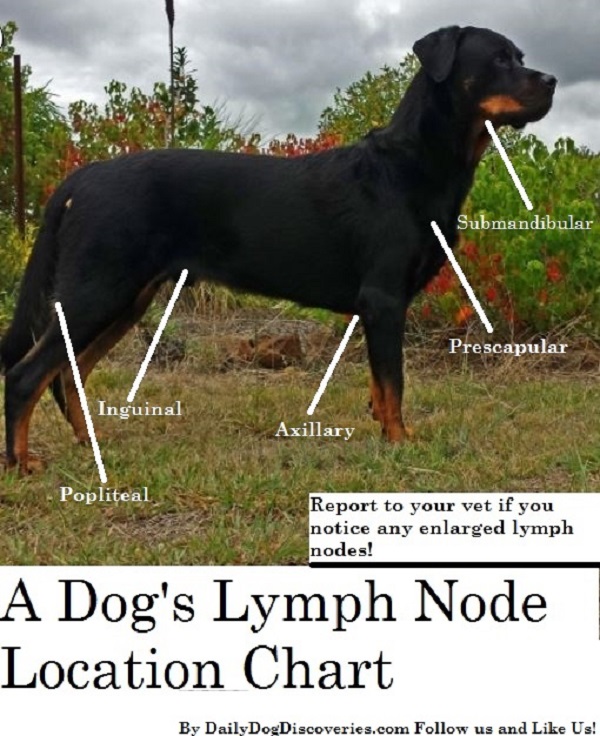 Dog Lymph Node Location Chart - Daily Dog Discoveries