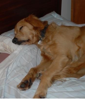 dog-sleeping-disorders