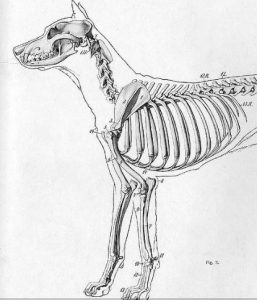 Signs Of Dog Broken Rib Daily Dog Discoveries